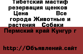 Тибетский мастиф резервация щенков › Цена ­ 100 000 - Все города Животные и растения » Собаки   . Пермский край,Кунгур г.